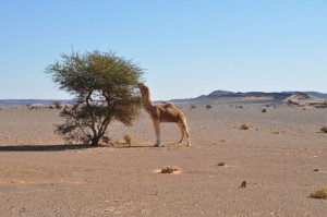 Deserto Saara